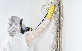 Reliable Albia, IA Mold Prevention & Removal  Solutions